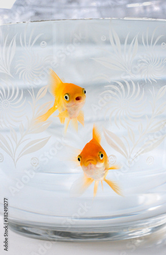 Goldfish in aquarium