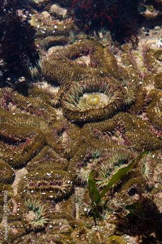 sea ​​anemone in tide pool