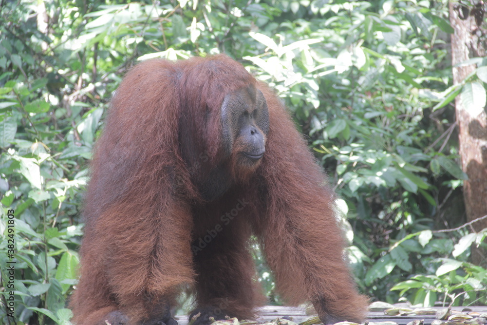 Obraz premium a big orangutan ape in zoo and protected forest