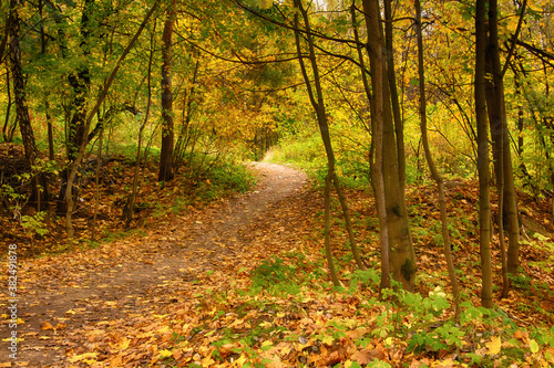 dirt road in autumn forest strewn with fallen yellow leaves