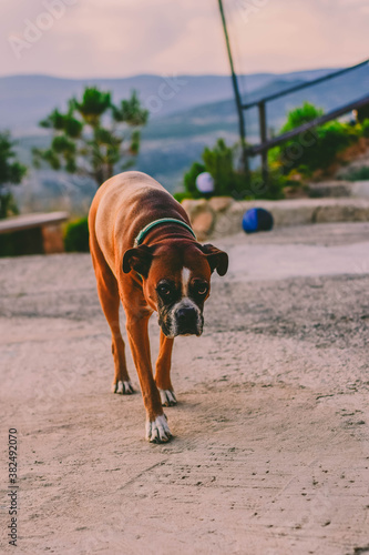 Perro Boxer acercandose. photo