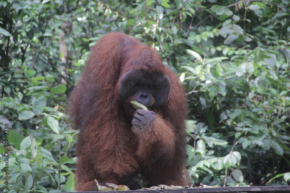 Obraz premium big orangutan ape eat on the zoo and protected forest