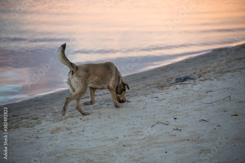 Stray hungry dog ​​on the street