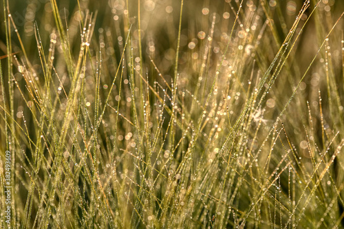 Closeup of morning dew drops on the grass