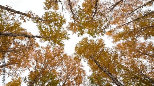 autumn forest,tree crowns with yellow leaves swaying in the wind