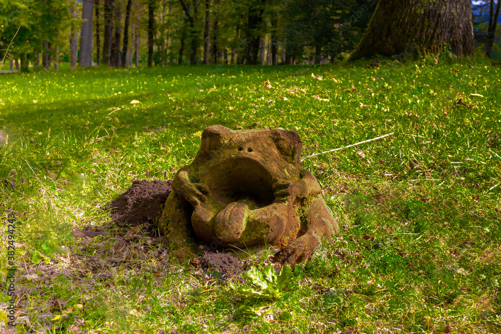 bear in grass bear in grass