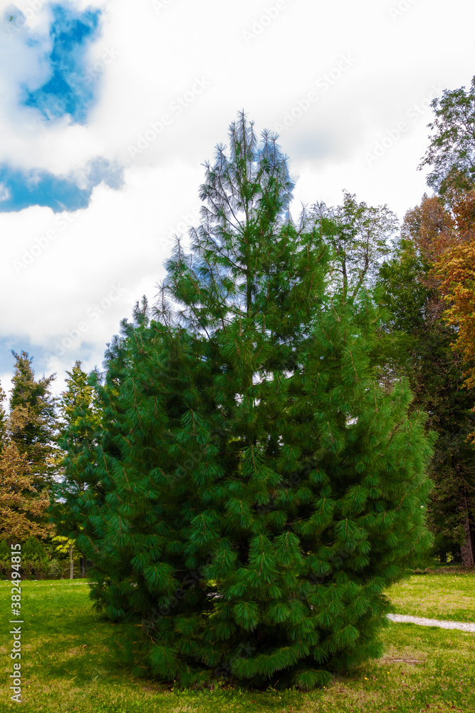 landscape with trees landscape with trees