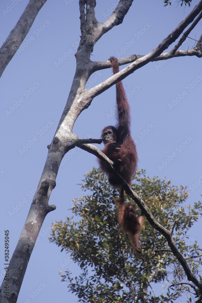 a big orangutan ape standing in a tree a big orangutan ape standing in a tree