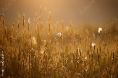 Poppy flowers in spring, may