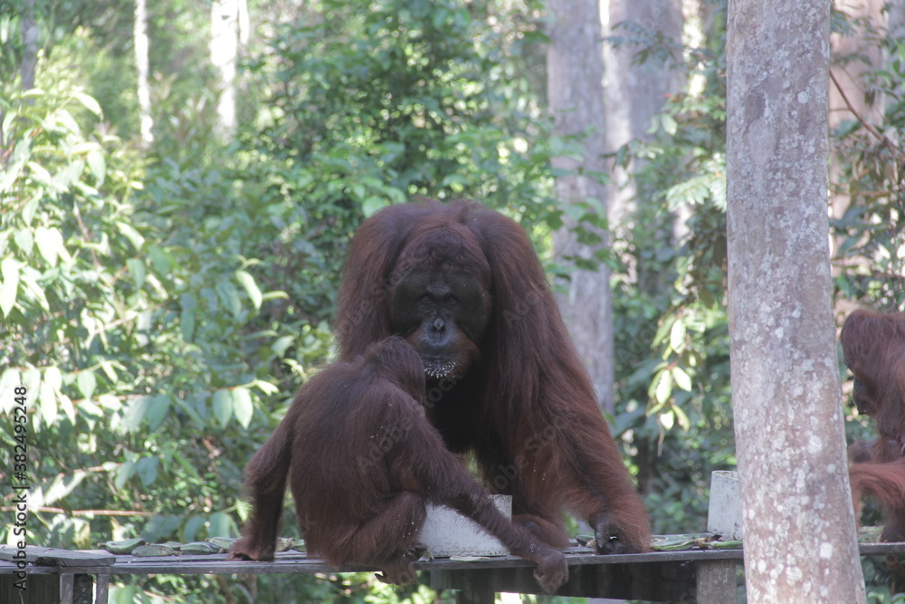 Obraz premium big orangutan ape eat on the zoo and protected forest