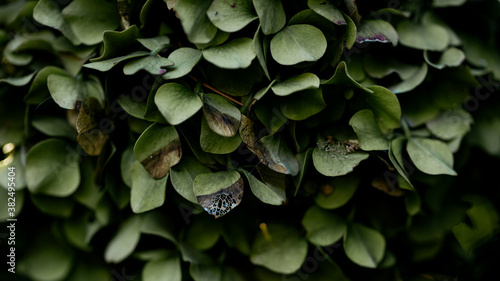Green hydrangea petals background