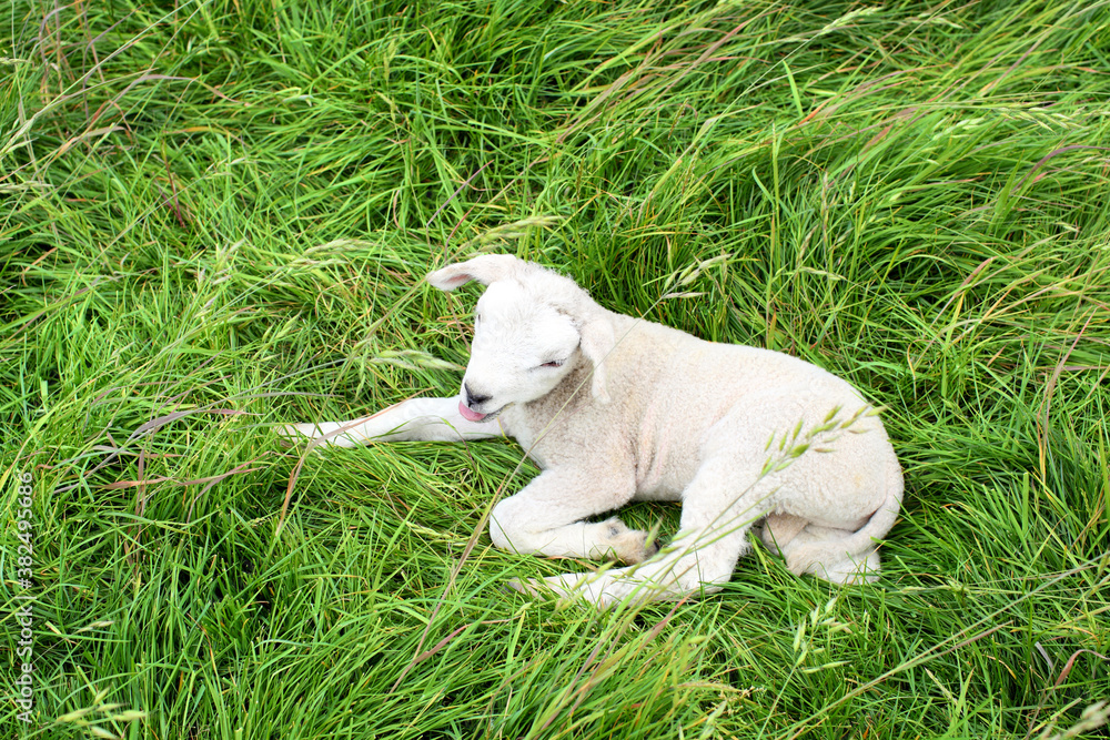 Young lamb resting in grass Young lamb resting in grass