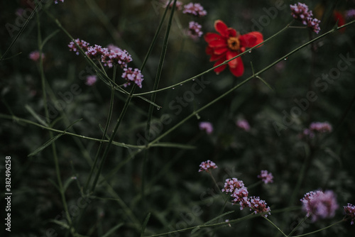 Rain drops on purple and red flower garden in moody light