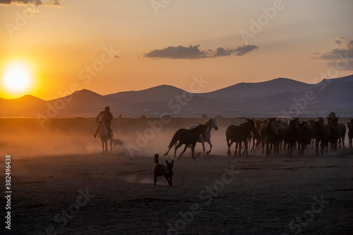 Wild horses run in foggy at sunset. Near Hormetci Village  between Cappadocia and Kayseri  Turkey