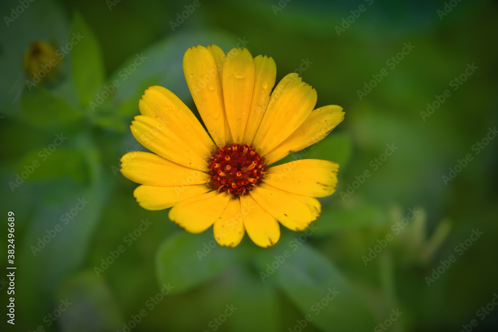 Bright summer background with growing flower calendula. Calendula on the sunny summer day. Bright summer background with growing flower calendula. Calendula on the sunny summer day.