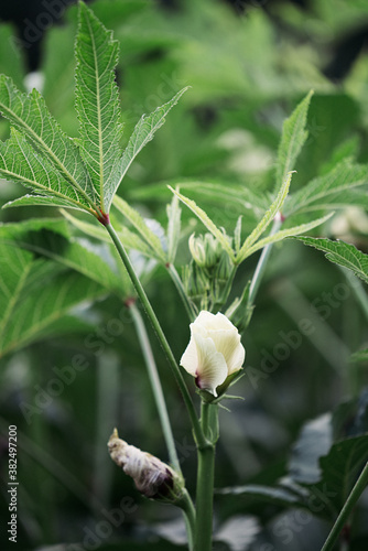Okra flower