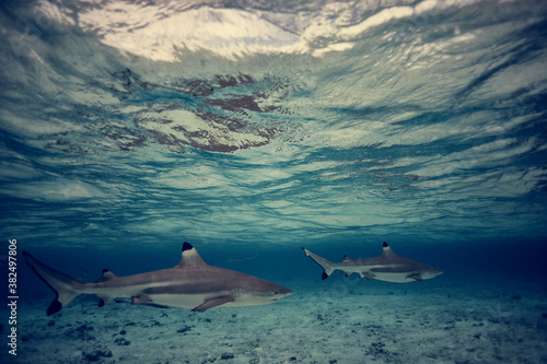 Black tip reef sharks photo