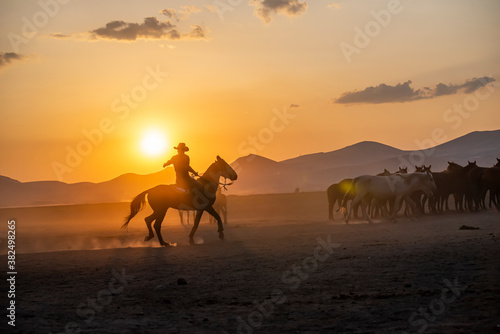 Wild horses run in foggy at sunset. Near Hormetci Village  between Cappadocia and Kayseri  Turkey