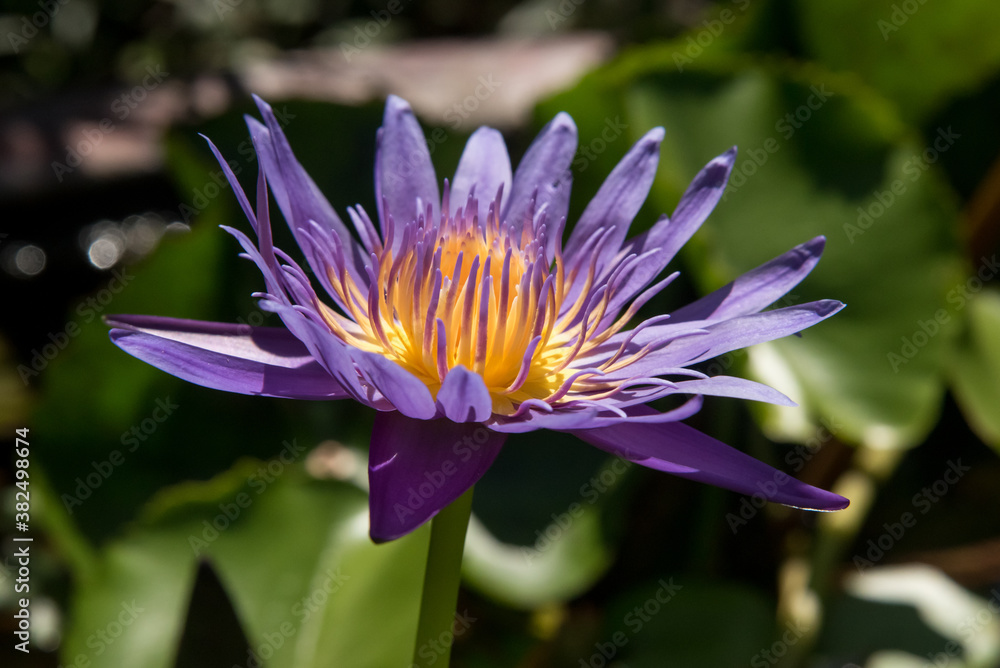 Beautiful flower with violet petals and yellow middle Beautiful flower with violet petals and yellow middle