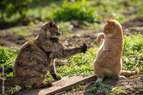 Photography Two cat’s are fighting