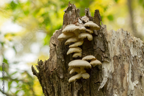 Fungus on a dead or dying tree trunk in an autumn forest