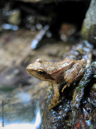 Forest frogs in a stream