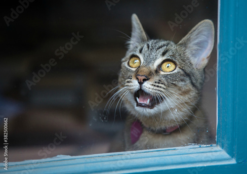 Tabby cat at the window crying to be let out photo