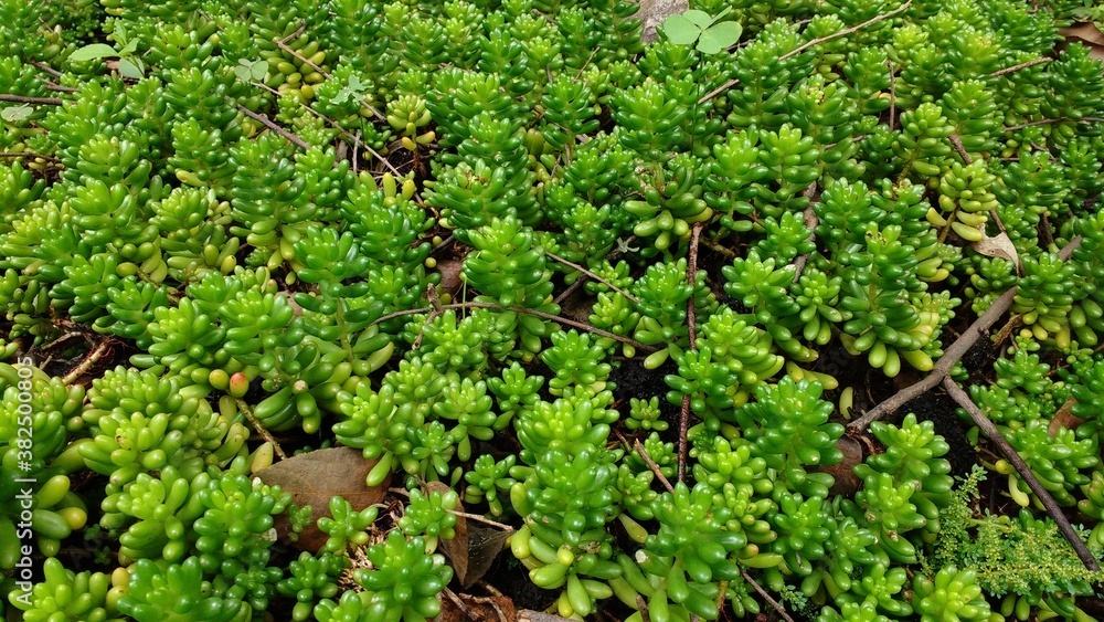 Sedum rubrotinctum (Deditos de niño) Sedum rubrotinctum (Deditos de niño)