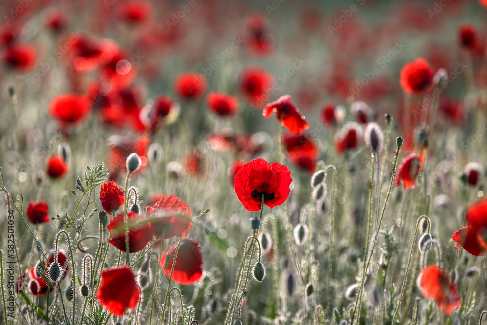 Fototapeta premium Poppy flowers in spring
