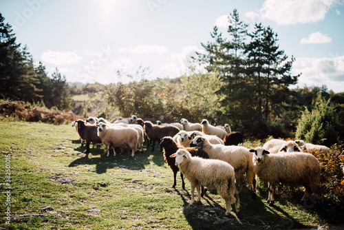 Wallpaper Mural Group of sheeps on the meadow Torontodigital.ca