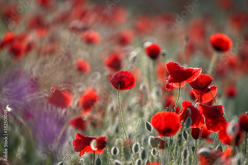 Poppy flowers in spring