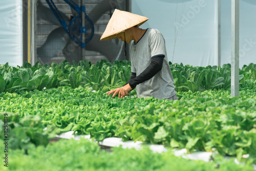 vegetable farm photo