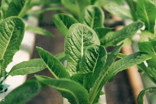 green house vegetable farm photo