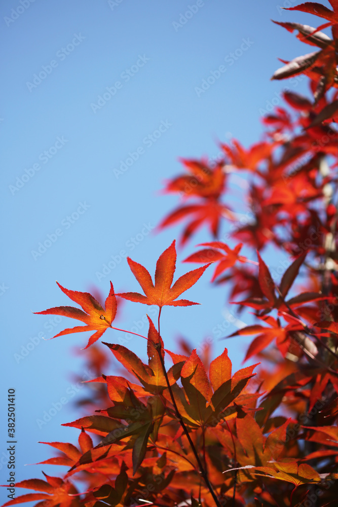 Vibrant Red Leaves On A Japanese Maple Tree Against A Bright Blue Sky Vibrant Red Leaves On A Japanese Maple Tree Against A Bright Blue Sky