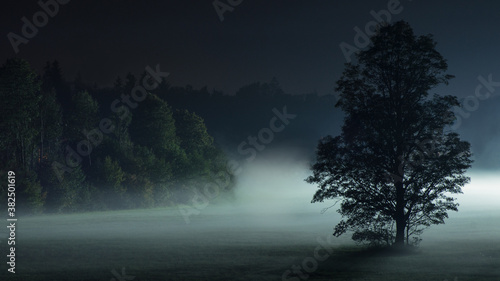 Nebellandschaft im Herbst in Bayern mit Wald im Hintergrund und einem Laubaum im Vordergrund