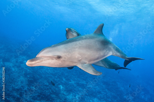 Couple of dolphin © Tropicalens