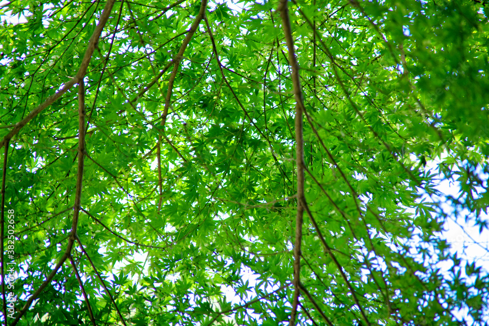 Obraz premium もみじ