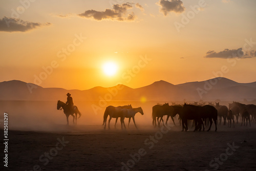 Wild horses run in foggy at sunset. Near Hormetci Village  between Cappadocia and Kayseri  Turkey