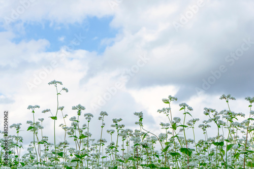 field of buckwheat flowers.                