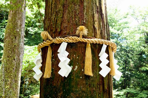 由岐神社の大杉 © Paylessimages