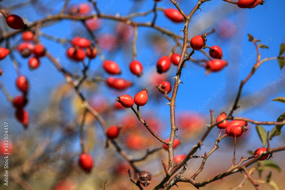 Rosehip fruit for herbal treatment, ripe rosehip fruit Rosehip fruit for herbal treatment, ripe rosehip fruit