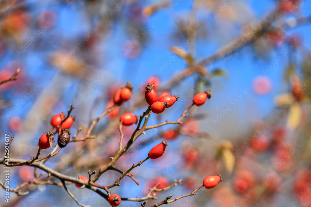 Rosehip fruit for herbal treatment, ripe rosehip fruit Rosehip fruit for herbal treatment, ripe rosehip fruit
