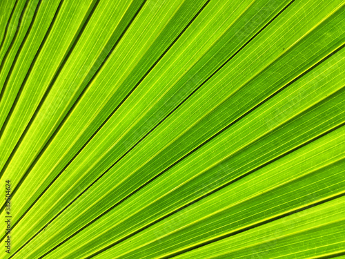  sugar palm leaf texture background. 