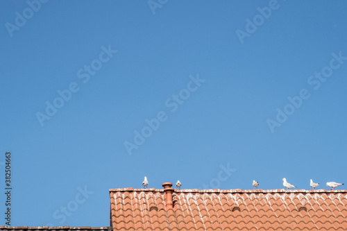 Seagulls on a red roof before blue sky