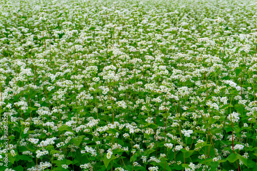 field of buckwheat flowers. そばの花畑