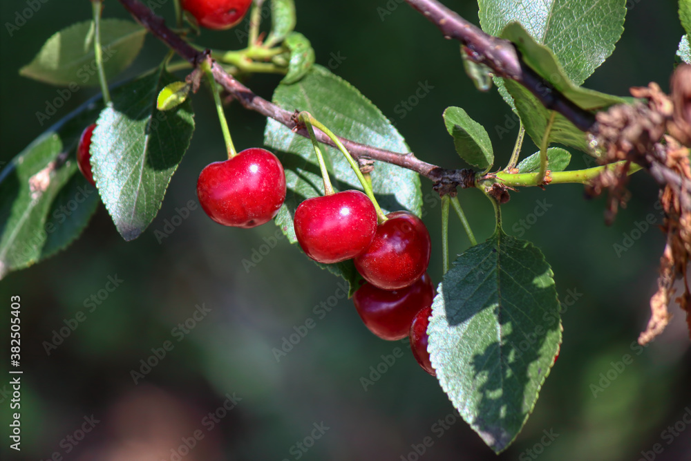 Fruits of sour cherry in june Fruits of sour cherry in june