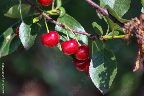Fruits of sour cherry in june