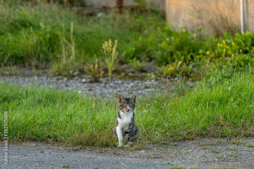 道端にたたずむ猫