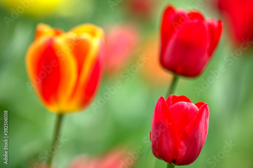 Colorful tulips lit by the sun in the park