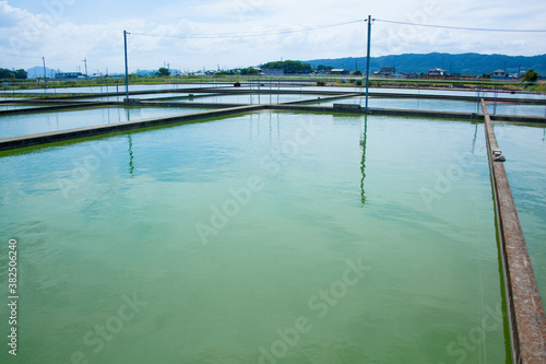 Wallpaper Mural 金魚の養殖池 Torontodigital.ca